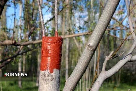 خداحافظی با خسارت‌های سرمازدگی در کردستان