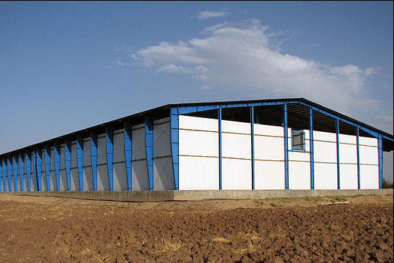 برنامه‌ریزی برای جذب ۷۸ هزار تن ماده خام کشاورزی در استان قزوین