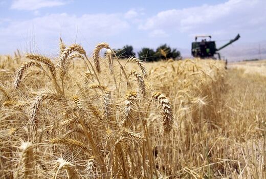 خرید تضمینی گندم در چهارمحال و بختیاری از فردا آغاز می شود