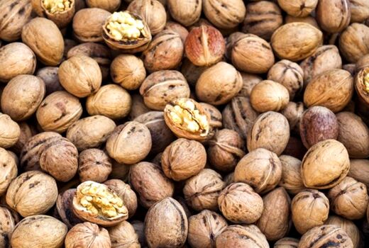 برداشت 330 تن گردو از باغ‌های نی‌ریز