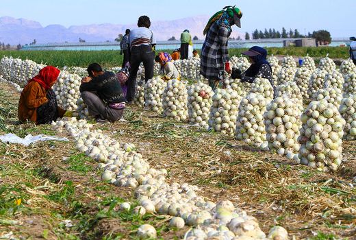 اصفهان، قطب تولید پیاز در کشور