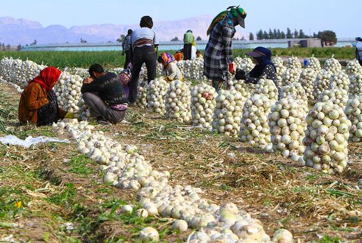 اصفهان، قطب تولید پیاز در کشور