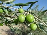 از صادرات ۵۰ درصدی تولید کیوی گیلان تا اجرای طرح توسعه باغات گیلان
