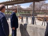 بازدید میدانی از مرکز پشتیبانی گاو نژاد سرابی با محوریت اصلاح نژاد و ارتقای بهداشت
