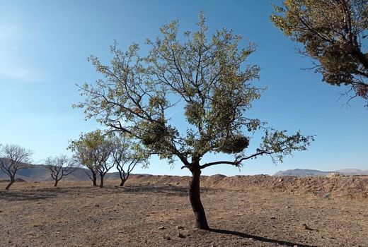  هم‌نوایی جهاد و طبیعت