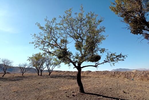  هم‌نوایی جهاد و طبیعت