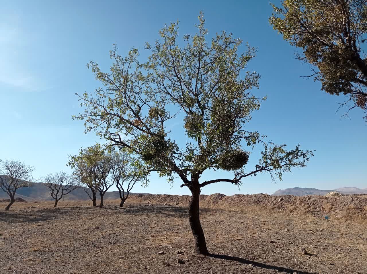  هم‌نوایی جهاد و طبیعت