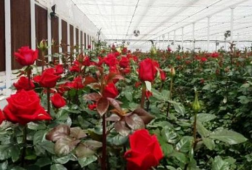 زیان ۲۵ میلیارد ریالی کرونا به تولیدکنندگان گل رز در یزد