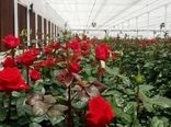 زیان ۲۵ میلیارد ریالی کرونا به تولیدکنندگان گل رز در یزد