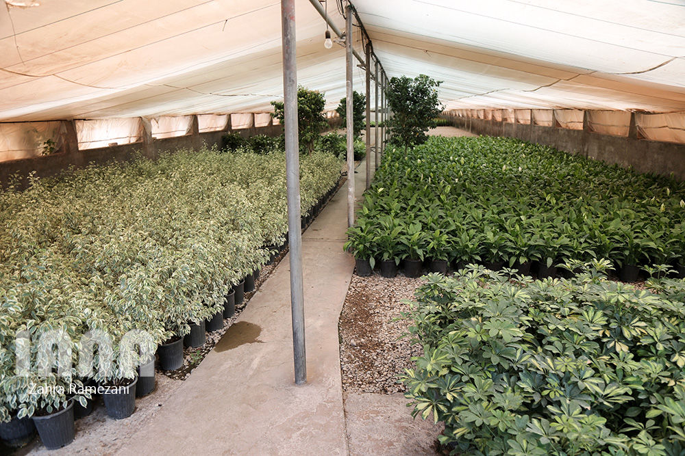 گلخانه صادراتی محلات استان مرکزی