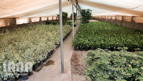 گلخانه صادراتی محلات