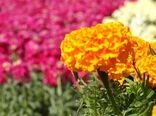 پنجمین جشنواره گل‌های بهاره در خمینی شهر