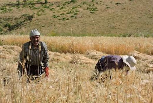نرخ‌گذاری محصولات توسط واسطه‌ها چالش جدی بخش کشاورزی است