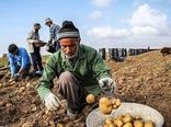 چهارمحال و بختیاری قطب تولید سیب‌زمینی در کشور