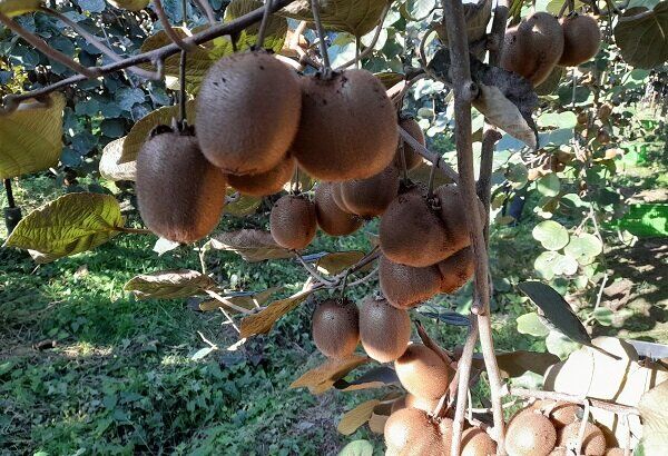 جهش ۴ برابری پرداخت بهای کیوی به باغداران