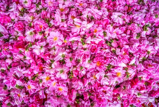 گل‌محمدی؛ میراث معطر ایران و محور توسعه صنایع فرآوری گیاهان دارویی