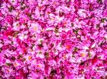 گل‌محمدی؛ میراث معطر ایران و محور توسعه صنایع فرآوری گیاهان دارویی
