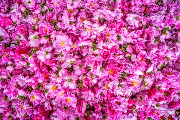 گل‌محمدی؛ میراث معطر ایران و محور توسعه صنایع فرآوری گیاهان دارویی