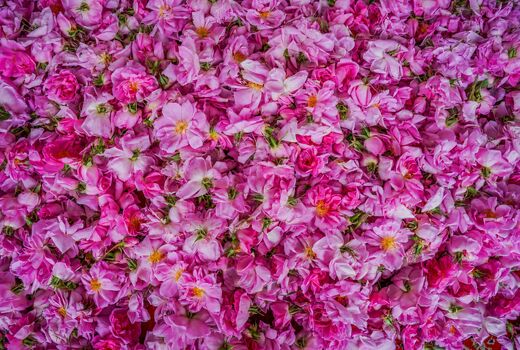 گل‌محمدی؛ میراث معطر ایران و محور توسعه صنایع فرآوری گیاهان دارویی
