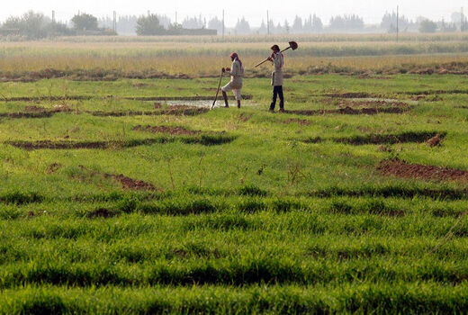کشاورزی سنتی، در انتهای جدول کارآفرینی