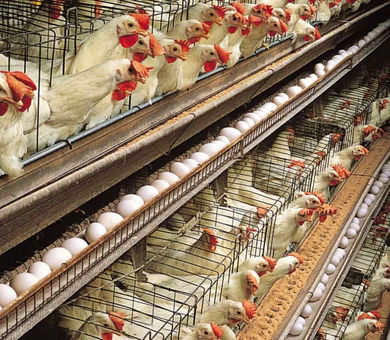 تولید ۴۰هزار تن تخم مرغ در واحدهای مرغ تخم گذار شهرستان آبیک