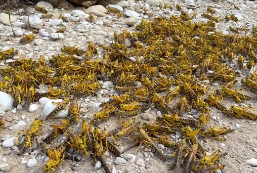 مبارزه با ملخ صحرایی در ۳۰ هزار هکتار اراضی خراسان جنوبی