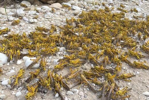 مبارزه با ملخ صحرایی در ۳۰ هزار هکتار اراضی خراسان جنوبی