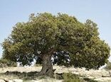 مهار طغیان بیماری انگلی درختان ارس با راهکارهای مکانیکی 