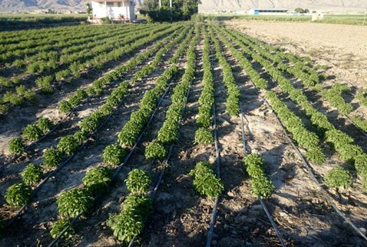 کشت پایلوت گیاهان دارویی در شهرستان کیار