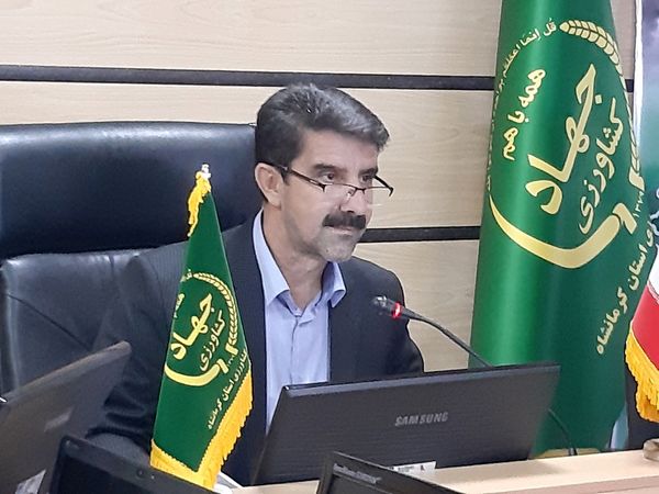 پیش‌بینی تولید بیش از ۸۵۰ هزار تن گندم در استان کرمانشاه