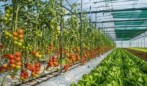 گلخانه‌ها و سایه‌بان‌ها؛ راهکار کشت کنترل‌شده برای تولید محصول سالم‌تر