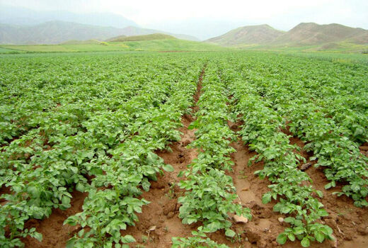 ۳۵۰ هکتار از مزارع کشاورزی استان به زیر کشت سیب زمینی می‌رود