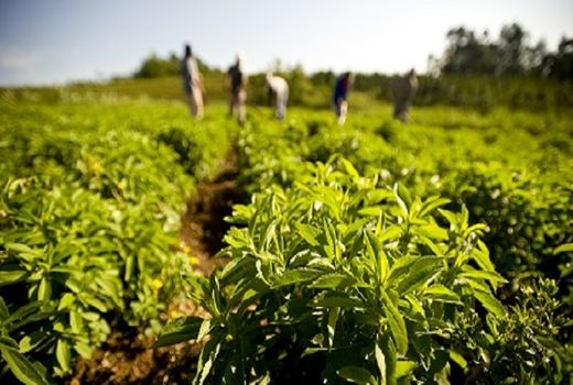 تحقق اقتصاد مقاومتی با توسعه کشت گیاهان دارویی