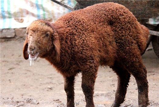 آغاز طرح واکسیناسیون دامی علیه تب برفکی در خوزستان