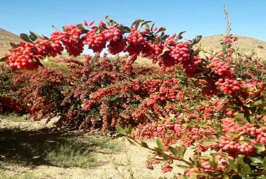 کاشت زرشک در نی‌ریز