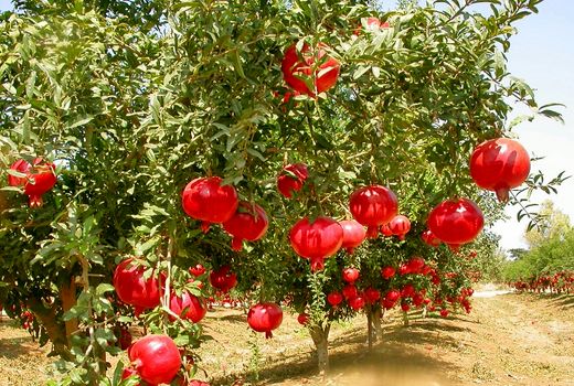 برگزاری مانور استانی مبارزه با کرم گلو گاه انار در شهرستان شهربابک