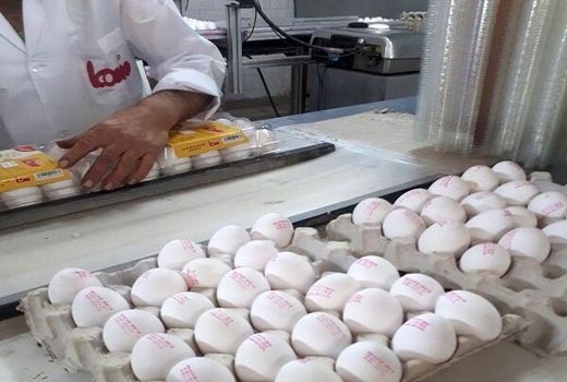 مرغداران در خط مقدم جبهه جنگ اقتصادی هستند