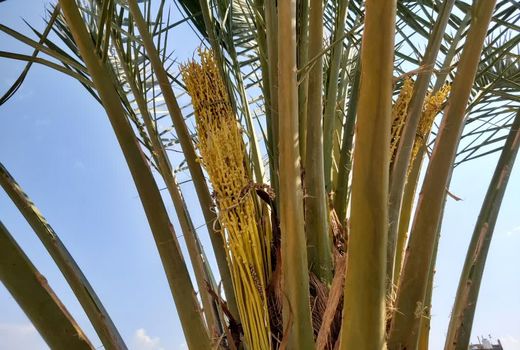 پایان گرده افشانی نخیلات در فسا