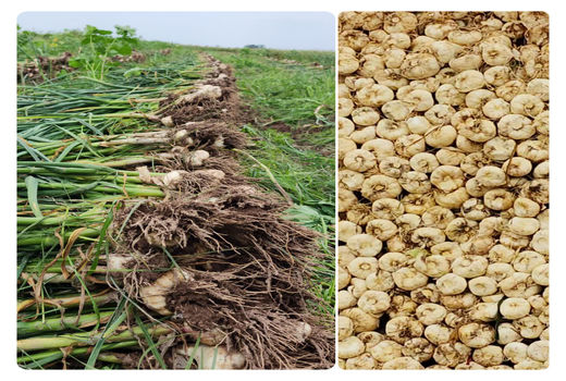 آغاز کشت سیر در درفول