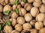 سرشاخه کاری گردو در ۷۸ هکتار از باغات شهرستان سامان اجرا شد