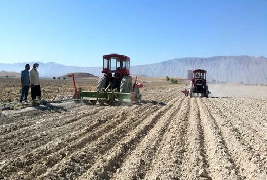 آغاز کشت چغندر قند پاییزه در کازرون 