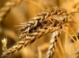 20 هزار تن بذر اصلاح شده گندم در اختیار کشاورزان قرار گرفت