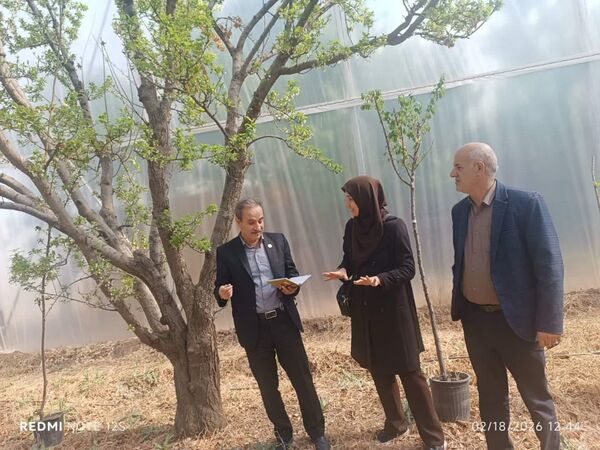 قزوین پیشتاز تولید میوه خارج فصل؛ بازدید رئیس موسسه تحقیقات باغبانی از گلخانه مدرن