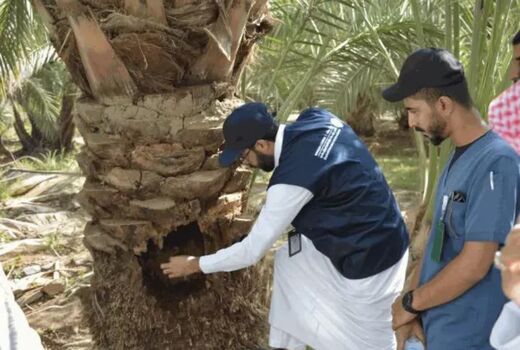 آزمایش روش تزریق برای درمان درختان آلوده به سرخرطومی حنایی خرما / تشخیص زودهنگام با سنجش از راه دور تا یک سال آینده