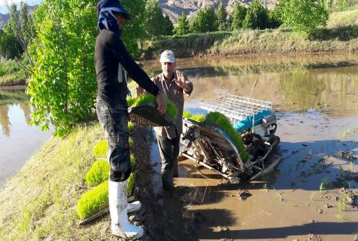 خزانه گیری برنج از شالیزارهای استان قزوین آغاز شد