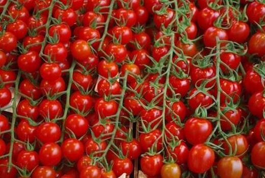 تولید بیش از 6 هزار تن گوجه فرنگی در رستم