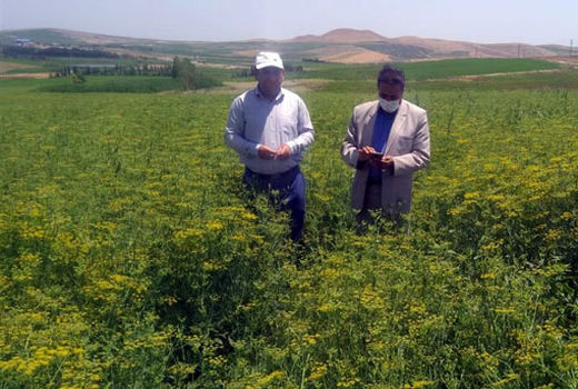 کشت 83 هکتار گیاه داروئی رازیانه در اراضی پایاب سد سهند هشترود 