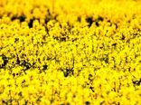 کلزا؛ دانه‌ای کوچک با نقشی بزرگ در امنیت غذایی
