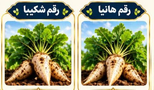«هانیا» و «شکیبا»؛ دو رقم جدید چغندرقند با عملکرد شکر بالاتر و مقاومت به ریزومانیا
