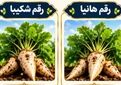 «هانیا» و «شکیبا»؛ دو رقم جدید چغندرقند با عملکرد شکر بالاتر و مقاومت به ریزومانیا
